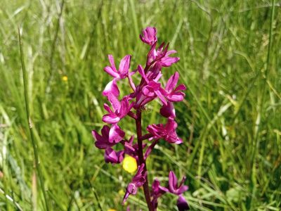 Anacamptis laxiflora