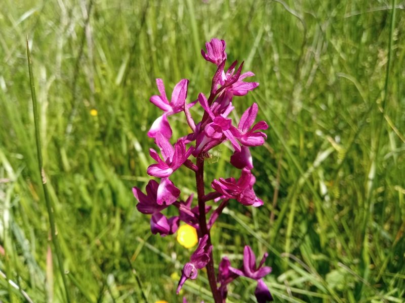 Anacamptis laxiflora, photographed by Josep Gesti