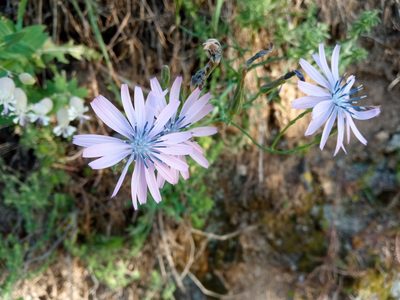 Lactuca perennis, photographed by Josep Gesti