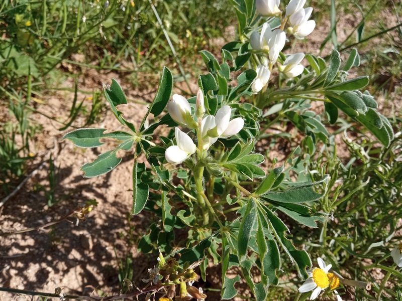 Lupinus albus, photographed by Josep Gesti