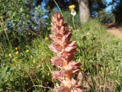 Orobanche rapum-genistae, photographed by Josep Gesti