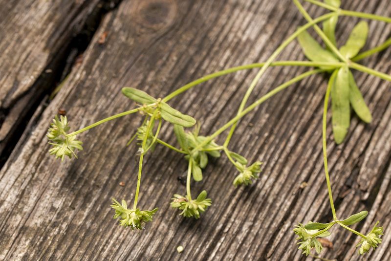 Valeriana locusta, photographed by Tina Ellegaard Poulsen