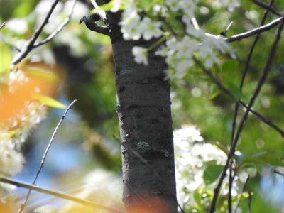 Prunus pensylvanica, photographed by Alexis Godin