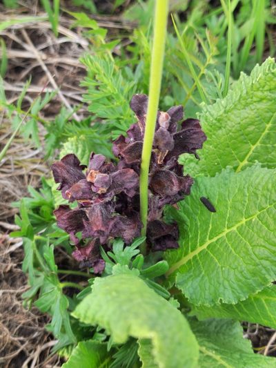 Orobanche gamosepala, photographed by Дауд Арсанукаев