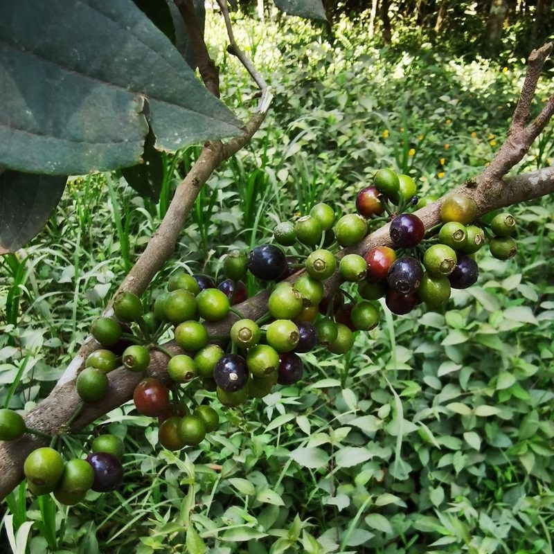Henriettea fascicularis, photographed by Eduardo Chacón Madrigal