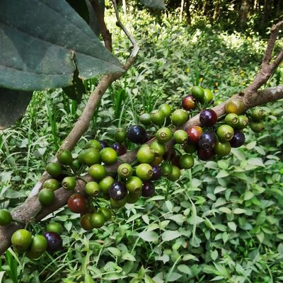 Henriettea fascicularis, photographed by Eduardo Chacón Madrigal