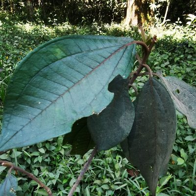 Henriettea fascicularis, photographed by Eduardo Chacón Madrigal