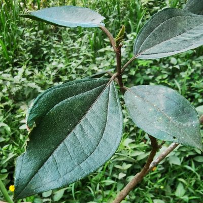Henriettea fascicularis, photographed by Eduardo Chacón Madrigal