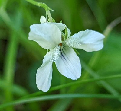 Viola striata, photographed by Michael and Antoni Hinczewski