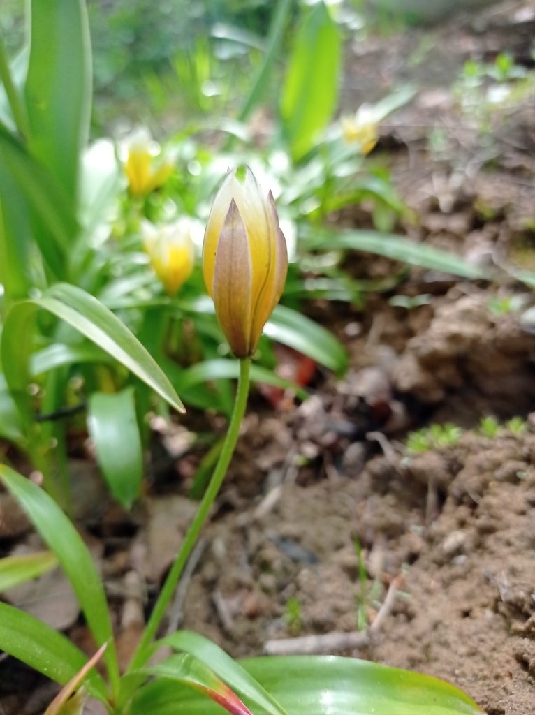 Tulipa urumiensis, photographed by Валерий Гончарук
