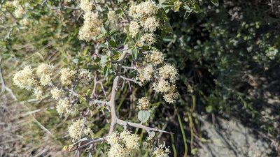 Ceanothus cordulatus