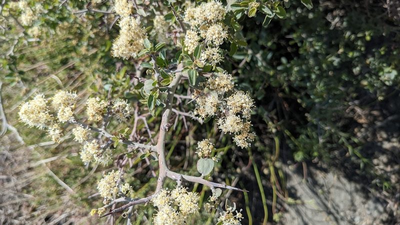Ceanothus cordulatus, photographed by Andy Kleinhesselink
