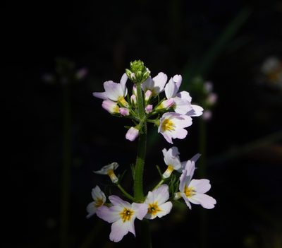 Hottonia palustris, photographed by Margit Kildevang