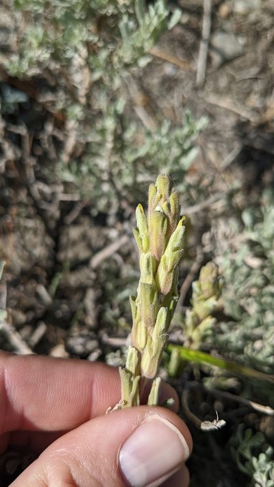 Castilleja plagiotoma, photographed by Andy Kleinhesselink