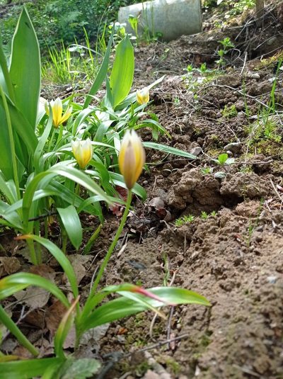 Tulipa urumiensis, photographed by Валерий Гончарук