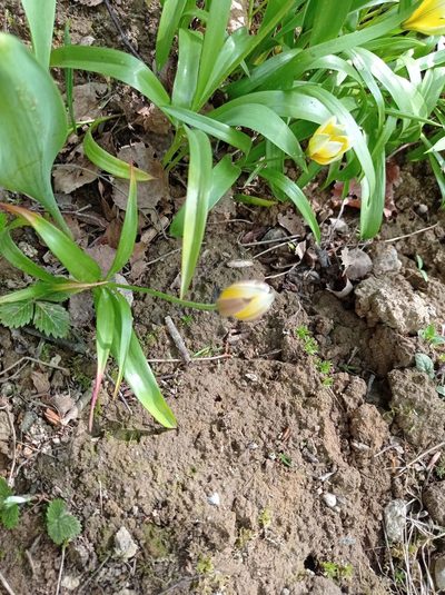 Tulipa urumiensis, photographed by Валерий Гончарук