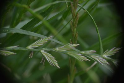 Lolium perenne, photographed by Matthew Vosper