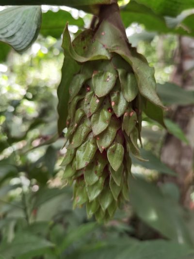 Costus bracteatus, photographed by Eduardo Chacón Madrigal