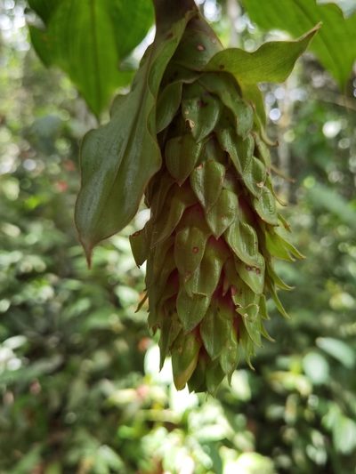 Costus bracteatus, photographed by Eduardo Chacón Madrigal