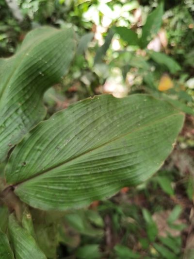 Costus bracteatus, photographed by Eduardo Chacón Madrigal