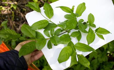 Euonymus europaeus, photographed by Anastasia_Surkova