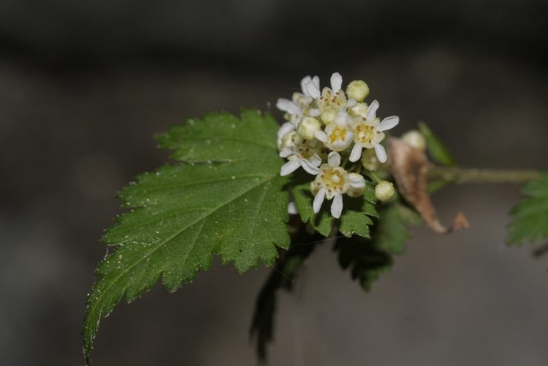 Neillia incisa, photographed by Nico