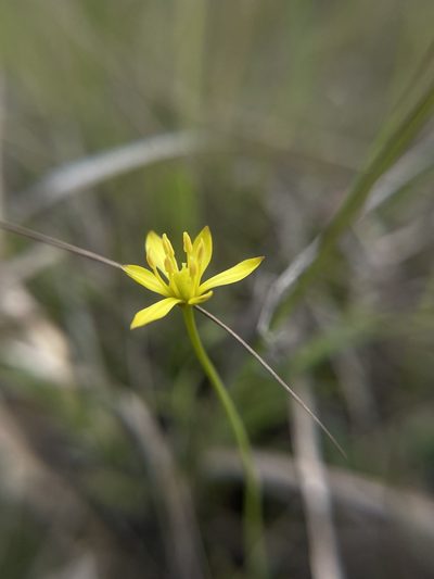 Harperocallis flava, photographed by Brandon Corder