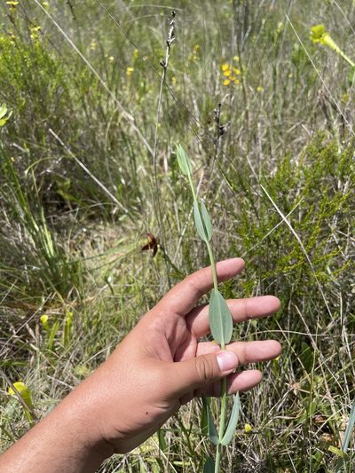 Sabatia macrophylla, photographed by Brandon Corder