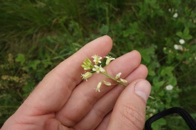 Turritis glabra, photographed by Aleksei Baushev