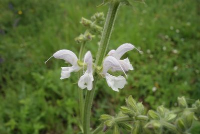 Salvia pratensis, photographed by Aleksei Baushev