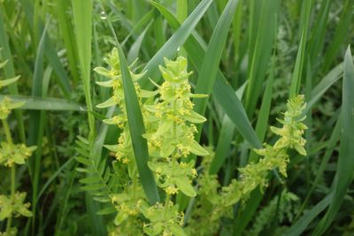 Cruciata laevipes, photographed by Aleksei Baushev