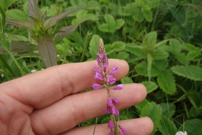 Polygala comosa, photographed by Aleksei Baushev