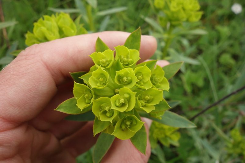 Euphorbia stepposa, photographed by Aleksei Baushev