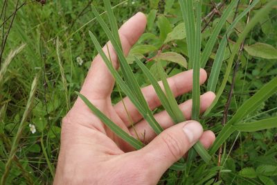 Falcaria vulgaris, photographed by Aleksei Baushev
