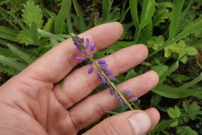 Polygala comosa, photographed by Aleksei Baushev