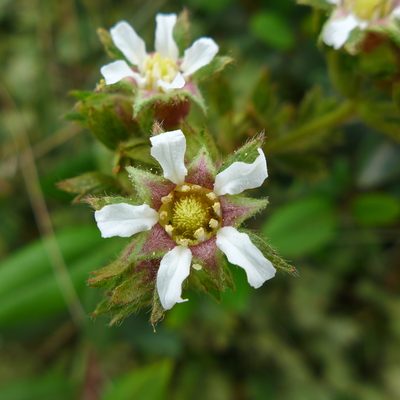 Potentilla californica, photographed by John Hibbard