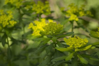 Euphorbia pilosa, photographed by Елена Радостева