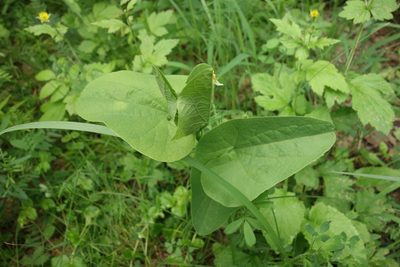 Aristolochia clematitis, photographed by Aleksei Baushev