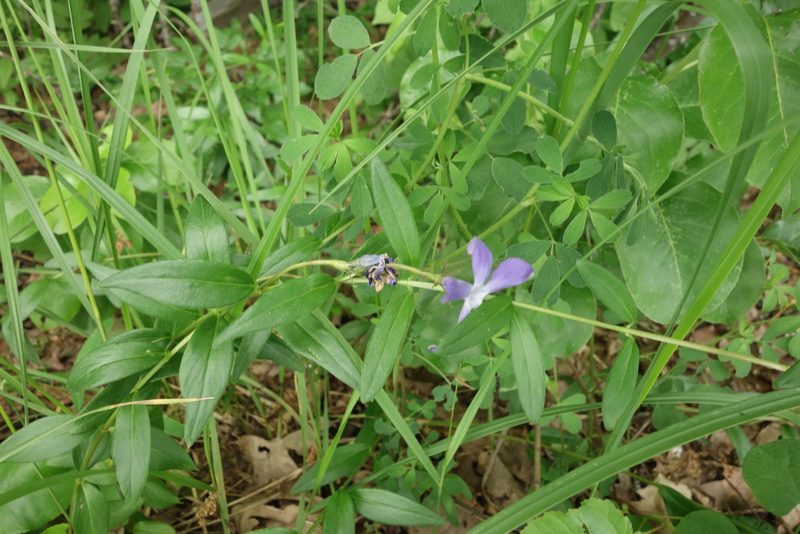 Vinca herbacea, photographed by Aleksei Baushev