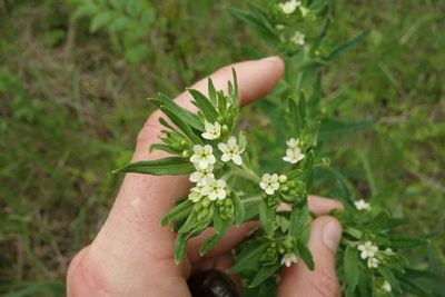 Lithospermum officinale, photographed by Aleksei Baushev