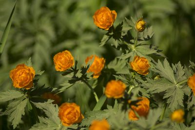 Trollius asiaticus, photographed by Елена Радостева