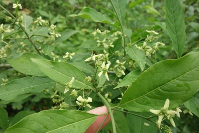 Euonymus europaeus, photographed by Aleksei Baushev