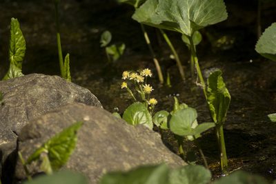 Petasites radiatus, photographed by Елена Радостева