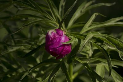 Paeonia anomala, photographed by Елена Радостева