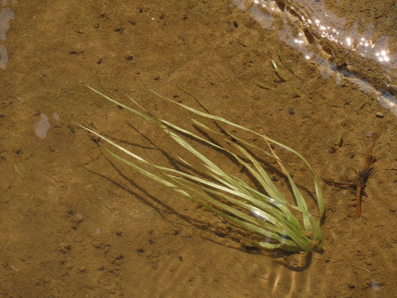 Blyxa echinosperma, photographed by chiuluan