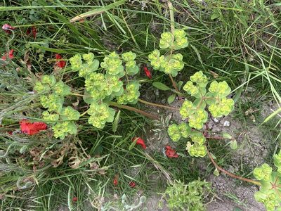 Euphorbia helioscopia, photographed by Paul Cook