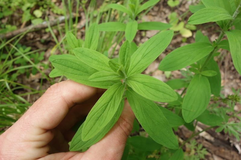 Hypericum hirsutum, photographed by Aleksei Baushev