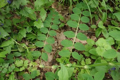 Astragalus glycyphyllos, photographed by Aleksei Baushev