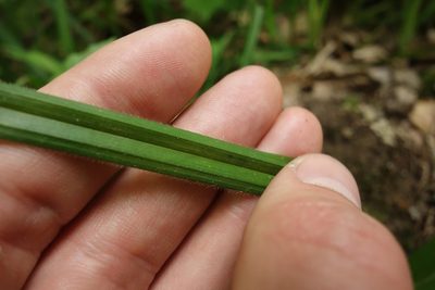 Carex pilosa, photographed by Aleksei Baushev