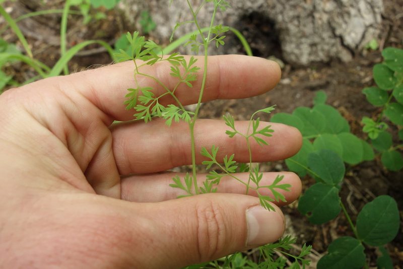 Fumaria officinalis, photographed by Aleksei Baushev